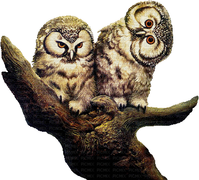 owls - GIF เคลื่อนไหวฟรี