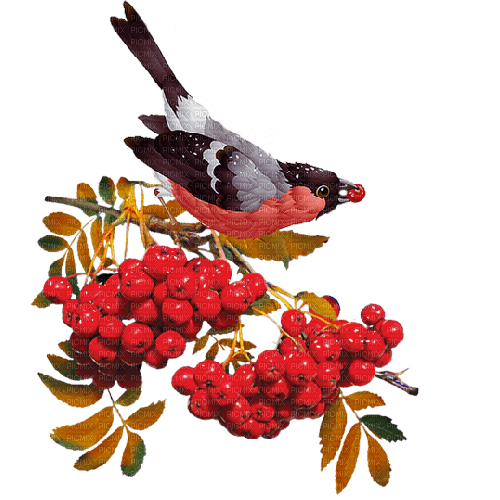 Kaz_Creations Bird Fruit - 免费PNG