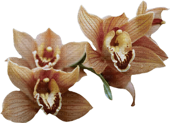 Flowers brown bp - Free PNG