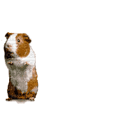 cochon d'inde - Bezmaksas animēts GIF
