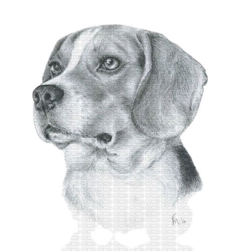 maj beagle - ücretsiz png