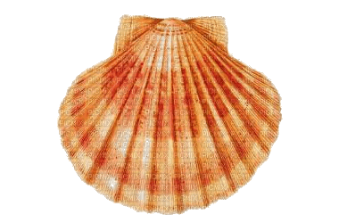 coquillage - zadarmo png