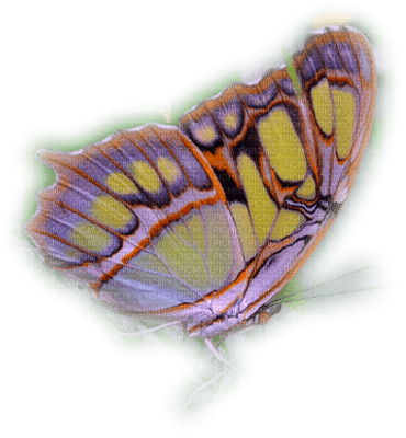 Papillon - фрее пнг