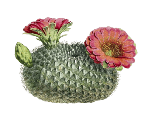 cactus with flowers sunshine3 - 免费PNG