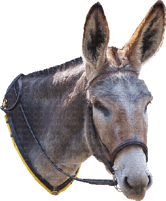 Kaz_Creations Animals Donkey - PNG gratuit