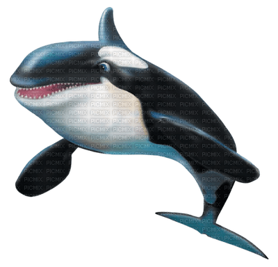 Killer Whale - ingyenes png