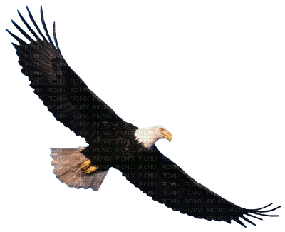 eagle - nemokama png