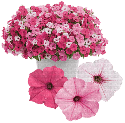 Pink Flowers Petunias - nemokama png