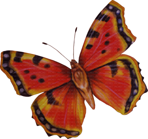dolceluna spring summer butterfly - png grátis