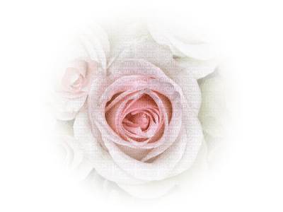tube rose - zdarma png