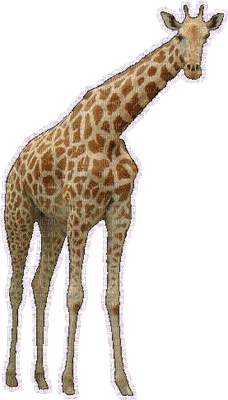 jirafa - Бесплатный анимированный гифка