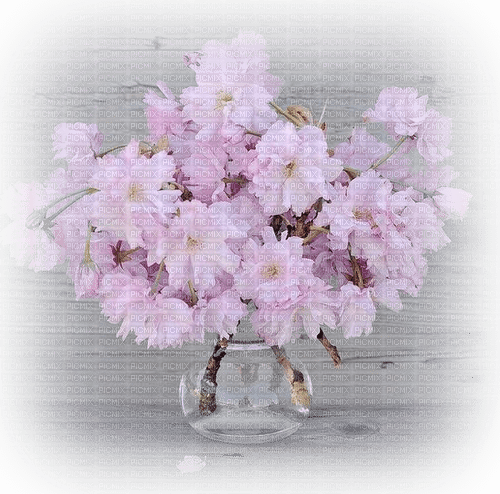 Kirschblüten - besplatni png