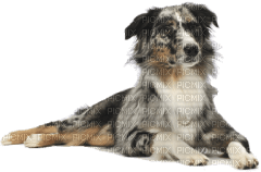 Kaz_Creations Dog Pup - ilmainen png