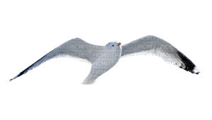 seagull - Free PNG
