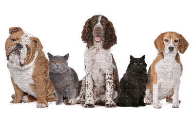 Kaz_Creations Dogs Pup Cat Kitten - png gratis