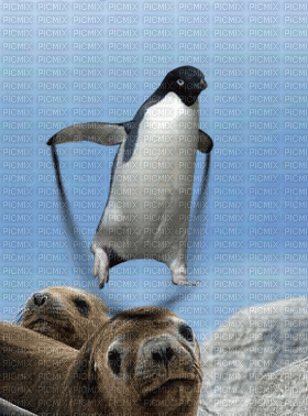 Pinguoin corde soter - Animovaný GIF zadarmo