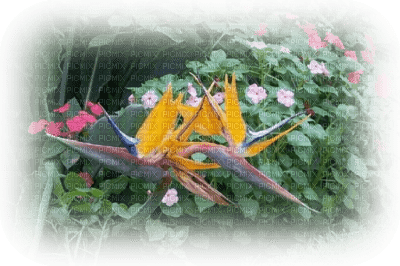 paysage fleur anémone et oiseau du paradis - PNG gratuit