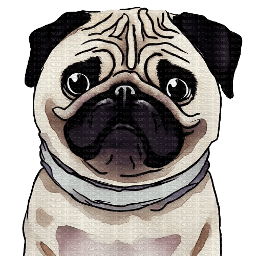 kikkapink dog pug watercolor animal - zdarma png