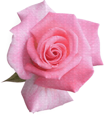 roses Pelageya gif animation fluer - gratis png