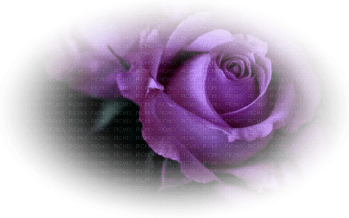 rose violette.Cheyenne63 - png gratis