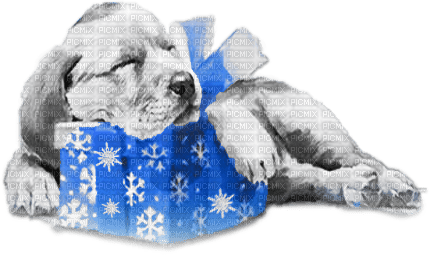 soave dog christmas winter animals deco gift - zadarmo png
