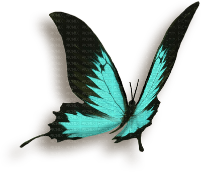 patymirabelle papillon - фрее пнг