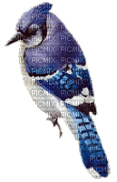 d-birds - Безплатен анимиран GIF
