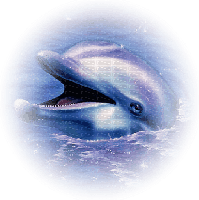 delphin dolphin dauphin - png ฟรี