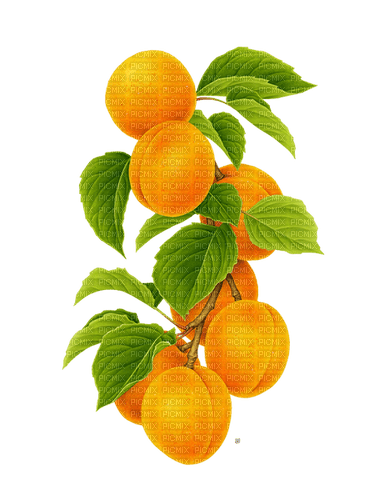 kikkapink fruit summer orange - bezmaksas png