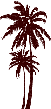 palmeras - PNG gratuit