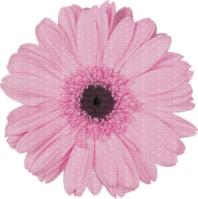 Kaz_Creations Colours Deco Flower - δωρεάν png