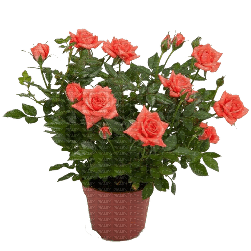 Roses - ingyenes png