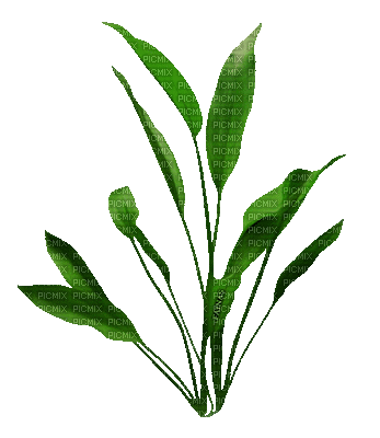 planta verde animada gif dubravka4, planta , verde , animada , gif ,  dubravka4 - Free animated GIF - PicMix