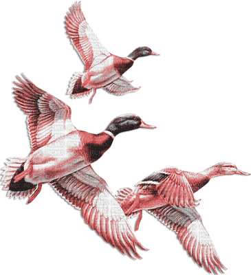 soave deco autumn bird duck vintage pink teal - PNG gratuit