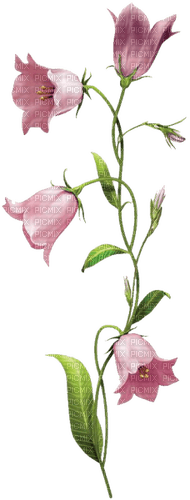 flores campanilla rosa dubravka4 - nemokama png