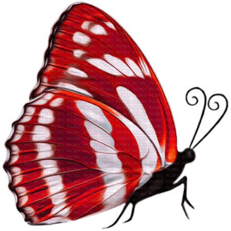 butterfly  by nataliplus - kostenlos png