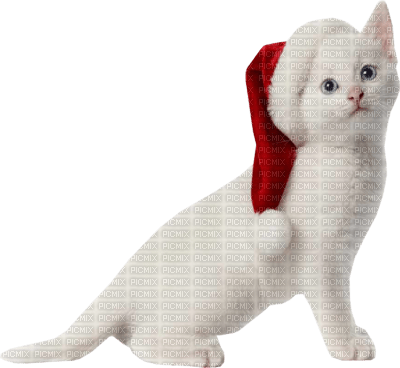 Kaz_Creations  Christmas Cat - PNG gratuit