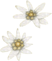 fleur blanche.Cheyenne63 - bezmaksas png