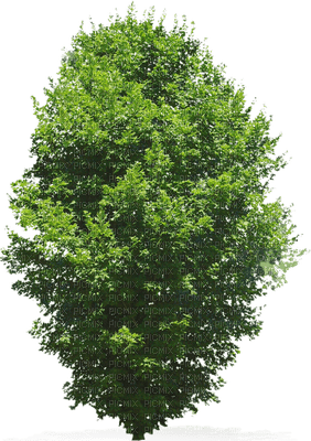 tree katrin - PNG gratuit