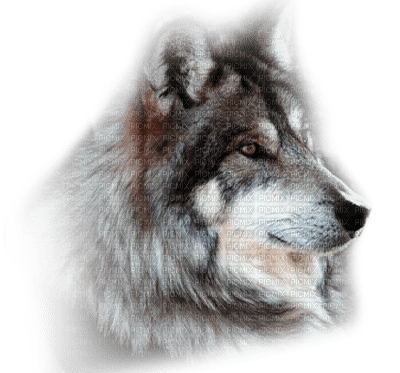 Loup ** - 免费PNG