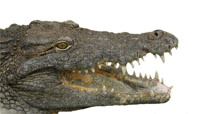 krokotiili, crocodile, lisko, lizard - ingyenes png