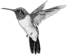 soave deco bird hummingbird black white - png gratuito