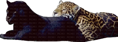 panther bp - GIF animasi gratis