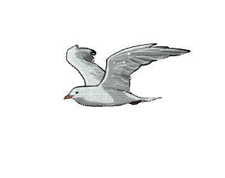 gull - Nemokamas animacinis gif