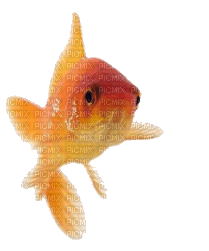 tube animaux aquarium - zadarmo png
