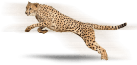 Kaz_Creations Cheetah - png ฟรี