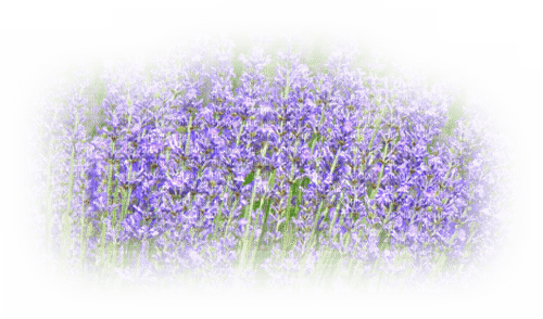 Lavender field - png ฟรี