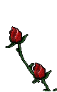 róża - GIF animate gratis