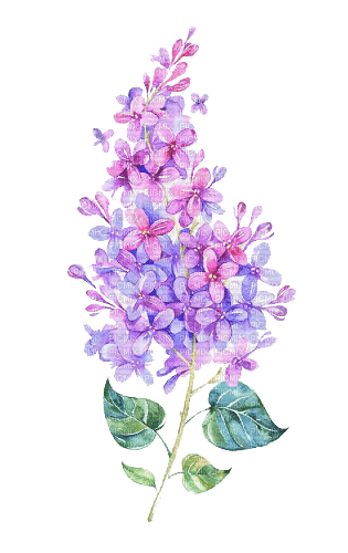 Lilacs  Bb2 - gratis png