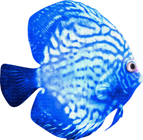 Fish.Blue.White - PNG gratuit